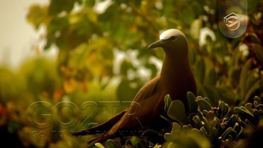 عجایب آنتیگوا و باربودا